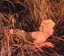 Marilyn_Monroe_28aka_Norma_Jeane_Mortenson29_0253.jpg
